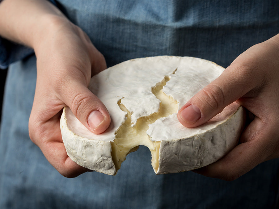 Undistinguishable person breaking apart a wheel of brie cheese